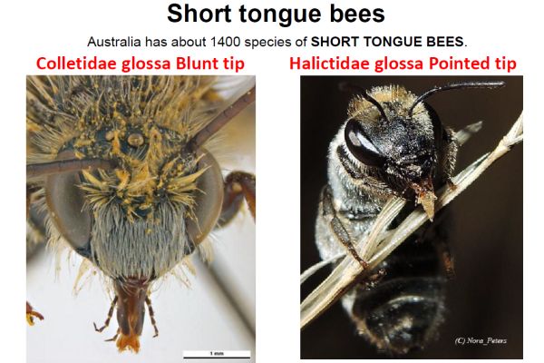 SWIFFT Seminar Notes Native Bees Wasps And Ants swifft-seminar-notes-native-bees-wasps-and-ants